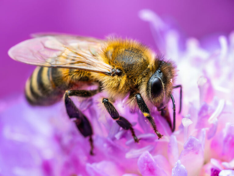 bee on a flower