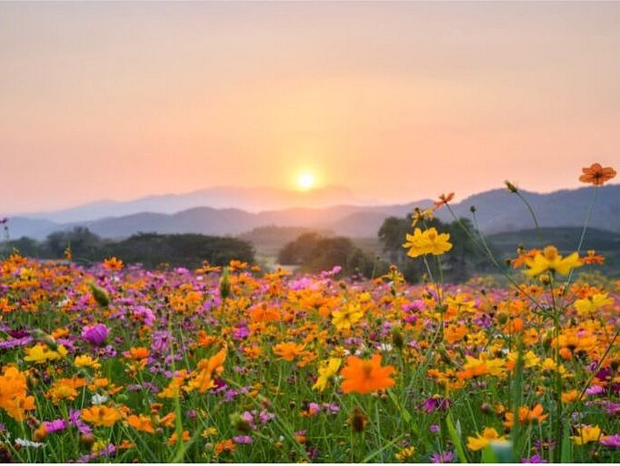 Sunset over a field of flowers