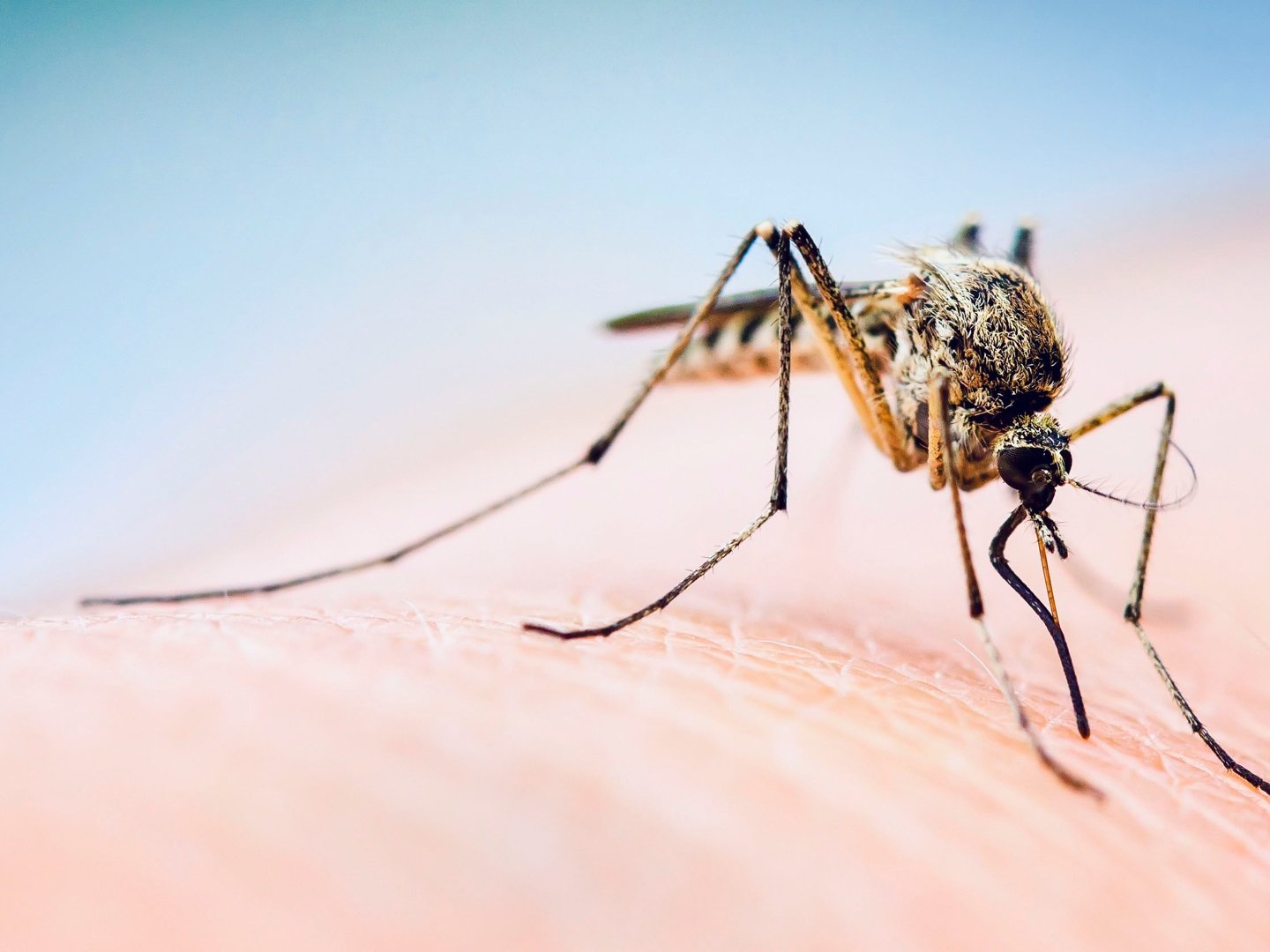 Ultraschall Mückenarmband Insekten Mückenschutz Abwehr Moskito Repellent DE 